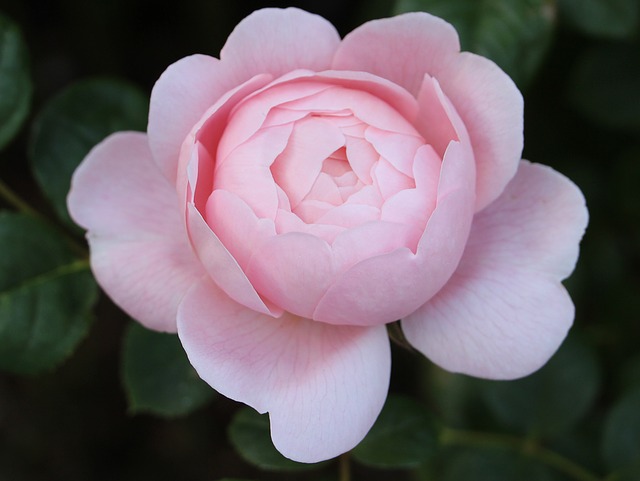 Gardnerella vaginalis - bakterijska vaginoza