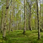 alergija - bolest cele porodice