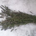 Lavanda