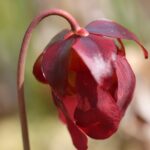 Braon sekret posle menstruacije