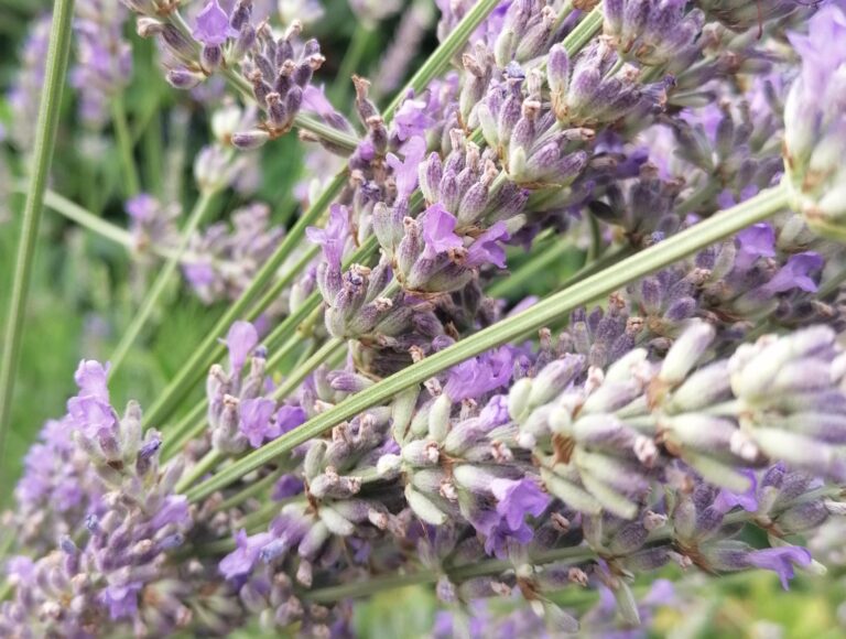 kako se suši lavanda