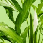 Gardnerella vaginalis