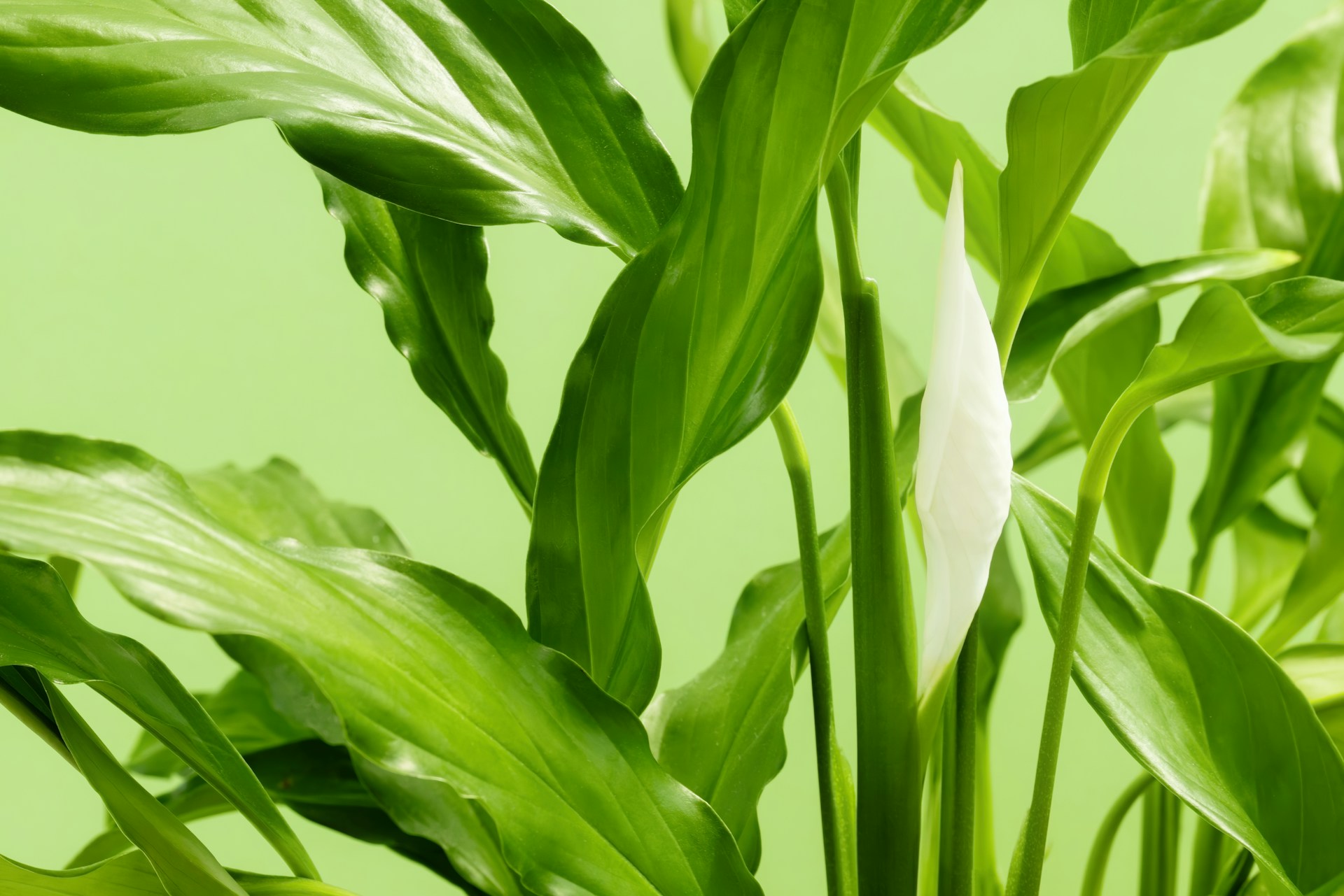 Gardnerella vaginalis – bakterijska vaginoza