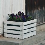 cveća koje možete zasaditi u februaru