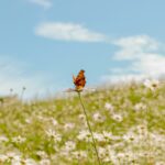 Biljna terapija za hormonski disbalans