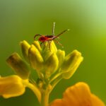 Beba i ujed insekta
