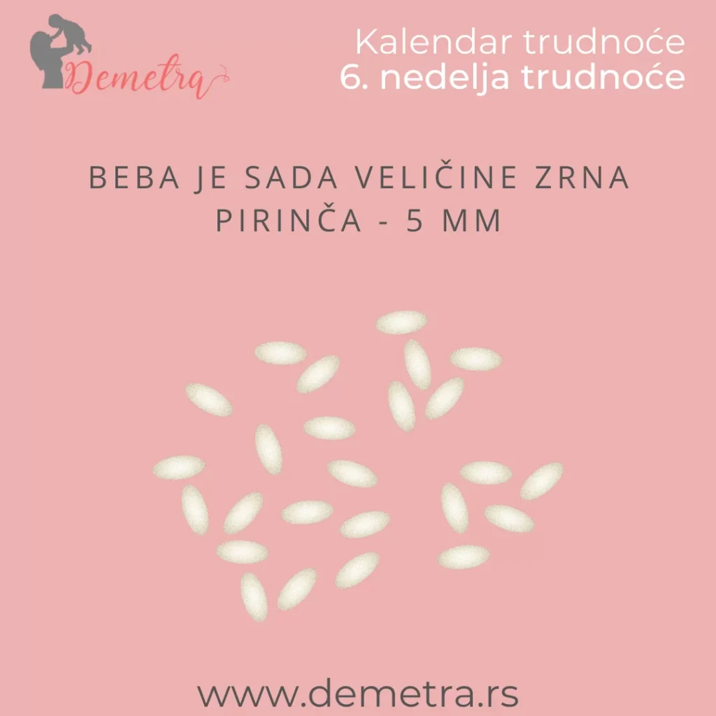 kolika je beba u 6 nedelji trudnoce