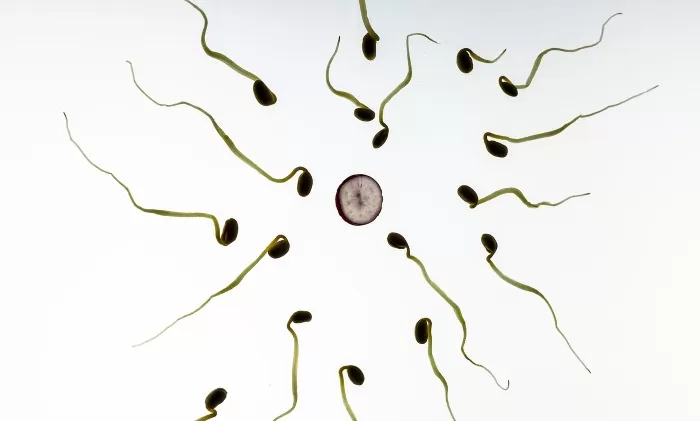 antispermatozoidna antitela