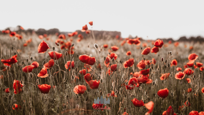 menstruacija u trudnoći