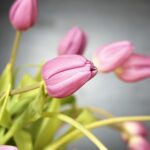 Šta je vantelesna oplodnja