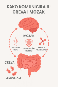 mozak i creva