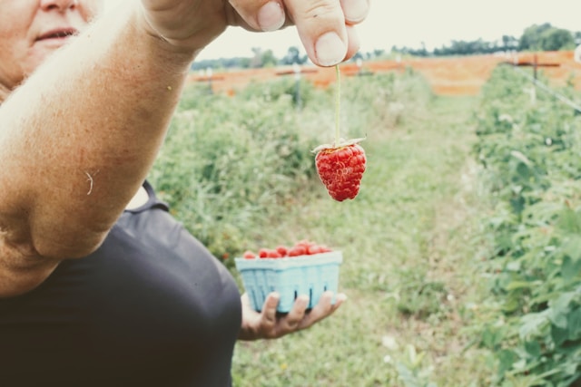 maline
