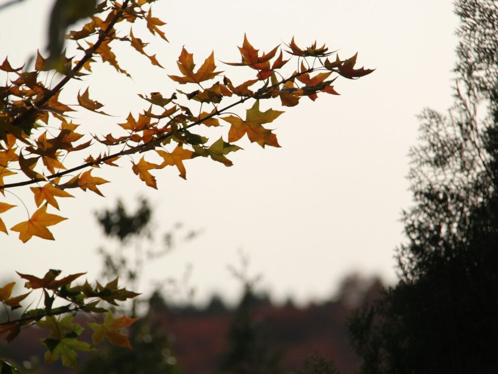 septembar