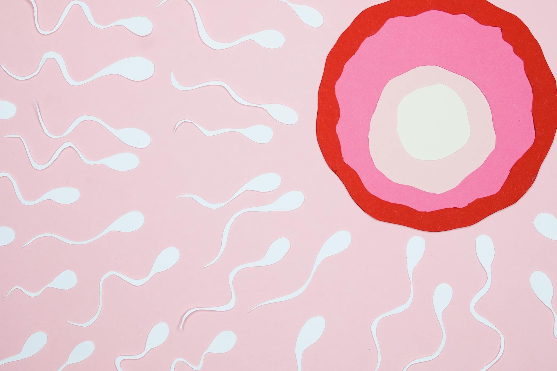 VTO sa doniranim jajnim ćelijama