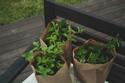 nana ili menta zasto je zdrava