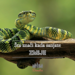 sta znaci kada sanjate zmije