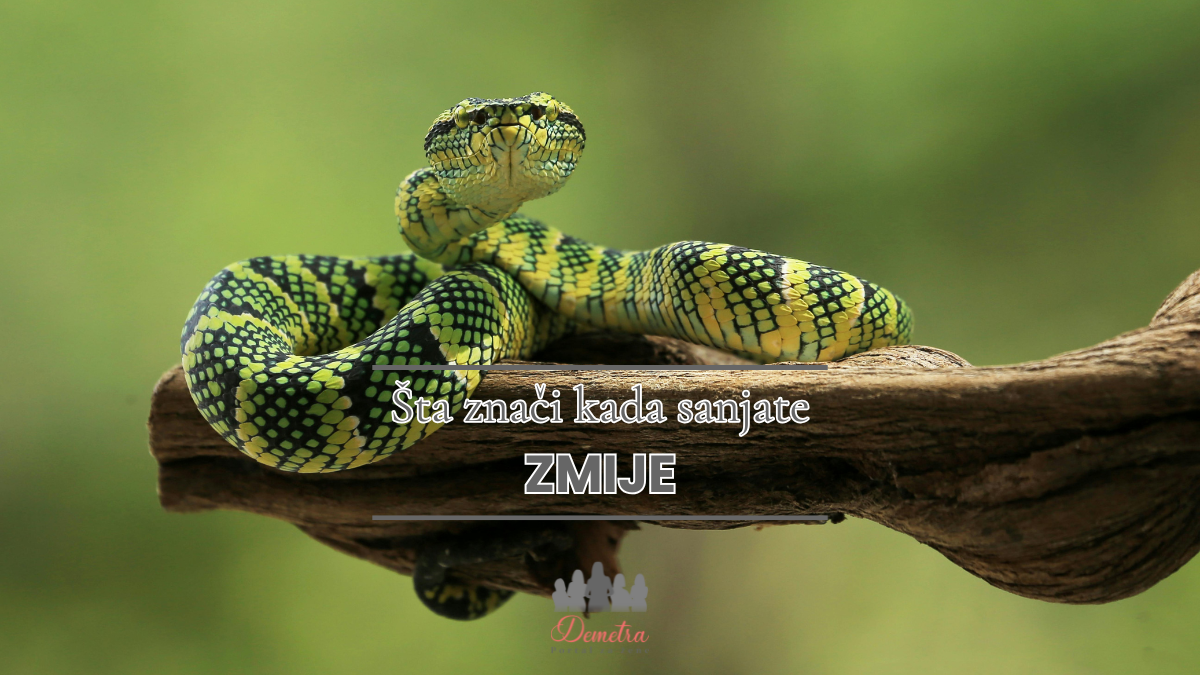 Šta znači kada sanjate zmije: tumačenje stručnjaka