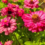 Koje cveće se seje u martu