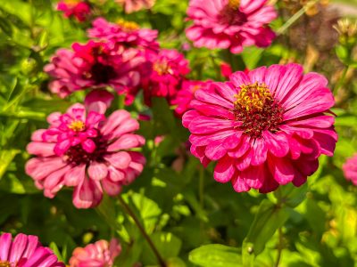 Koje cveće se seje u martu