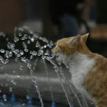 Da li pijenje vode snižava krvni pritisak