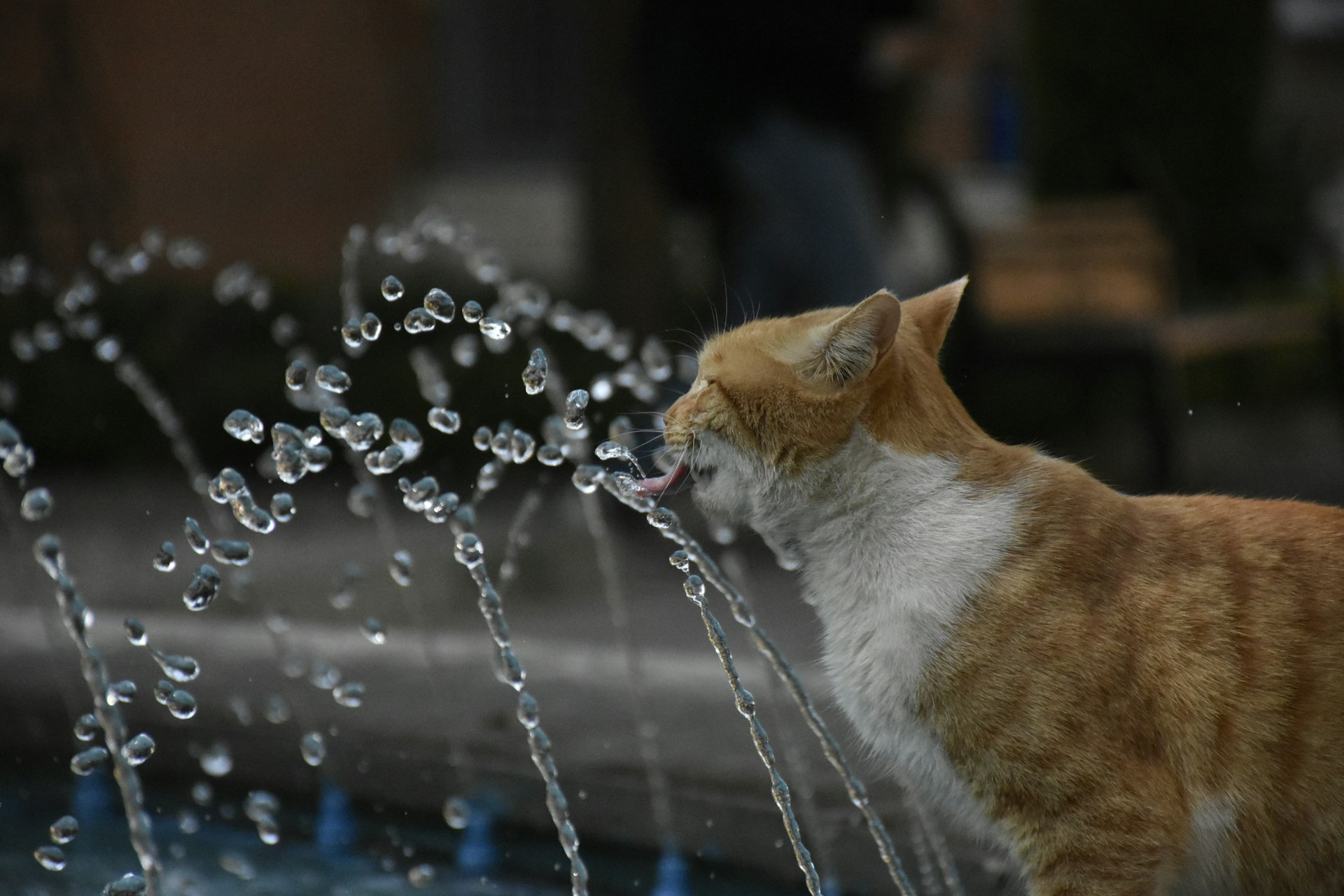 Da li pijenje vode snižava krvni pritisak?