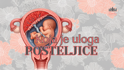 uloga posteljice