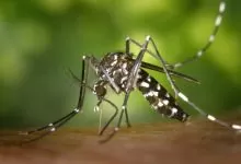 Biljke koje teraju komarce